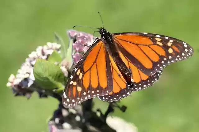 বিনামূল্যে ডাউনলোড করুন মোনার্ক প্রজাপতি একটি ডিম পাড়ার ছবি GIMP বিনামূল্যে অনলাইন ইমেজ এডিটর দিয়ে সম্পাদনা করা হবে