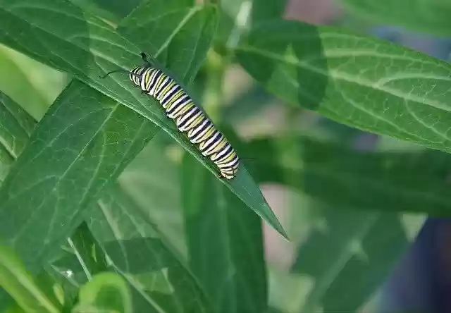 Free download Monarch Caterpillar Milkweed -  free photo or picture to be edited with GIMP online image editor