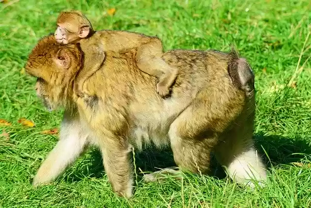 Free download Monkeys Barbary Macaques Wild -  free free photo or picture to be edited with GIMP online image editor