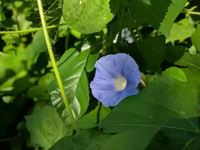 Free download Morning Glory Flower Blossom -  free photo or picture to be edited with GIMP online image editor