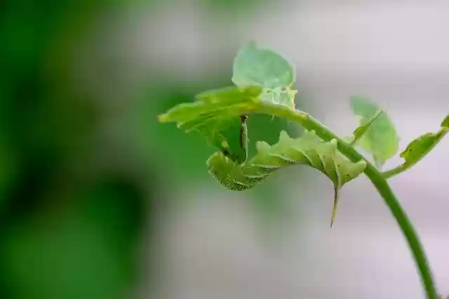 Muat turun percuma templat foto percuma Moth Nature Green untuk diedit dengan editor imej dalam talian GIMP