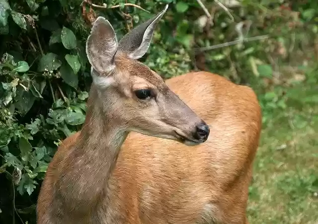 הורדה חינם Mule Deer Doe - תמונה או תמונה בחינם לעריכה עם עורך התמונות המקוון GIMP