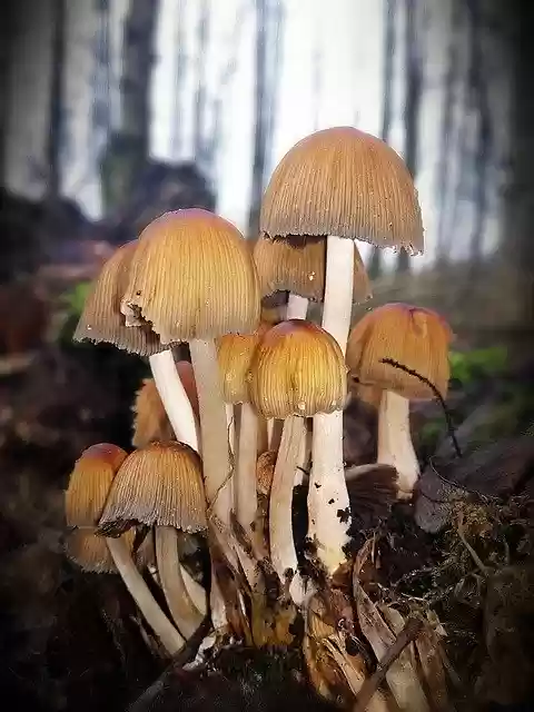 Free download Mushroom Forest Closeup -  free photo or picture to be edited with GIMP online image editor