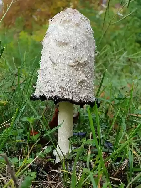 Free download Mushroom Meadow Autumn -  free photo or picture to be edited with GIMP online image editor