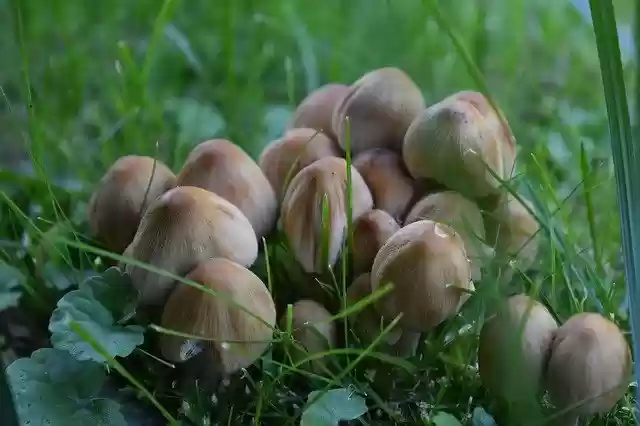 Téléchargement gratuit du modèle photo gratuit Mushroom Nature Autumn Close à éditer avec l'éditeur d'images en ligne GIMP