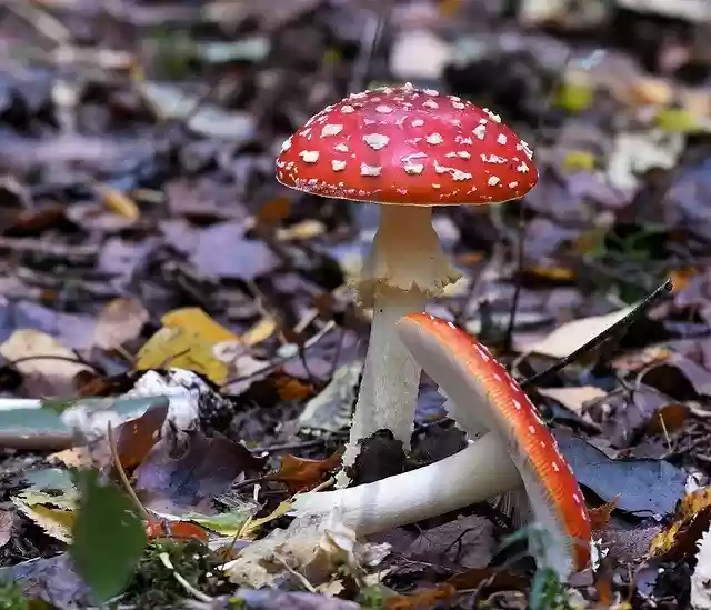 Free download Mushrooms Fly Agaric Autumn -  free photo or picture to be edited with GIMP online image editor