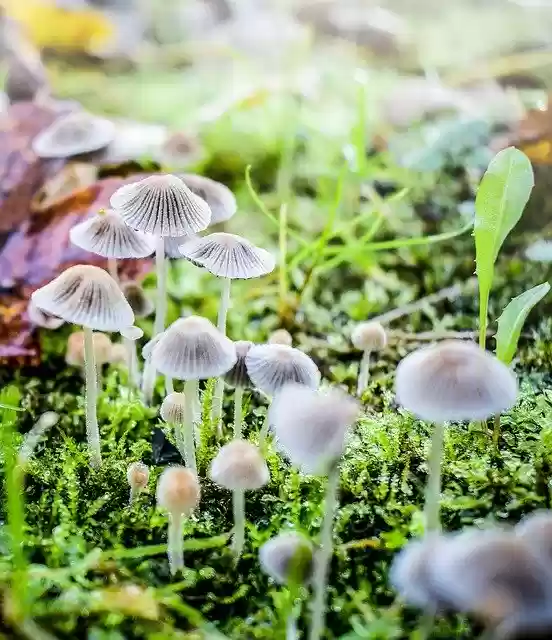 Free download Mushrooms Forest Dew -  free photo or picture to be edited with GIMP online image editor