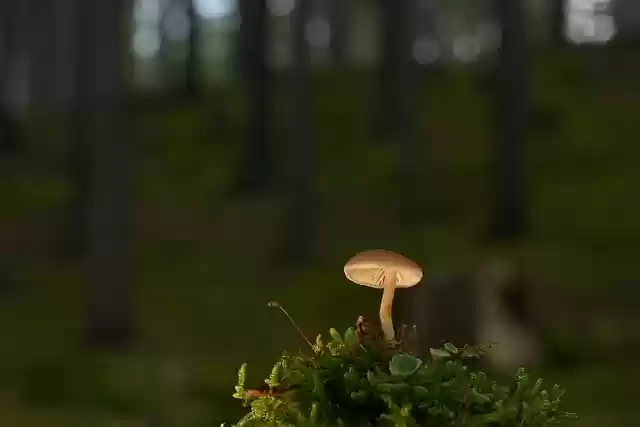 Téléchargement gratuit d'une image gratuite de champignon petite tasse de champignon lichen à modifier avec l'éditeur d'images en ligne gratuit GIMP