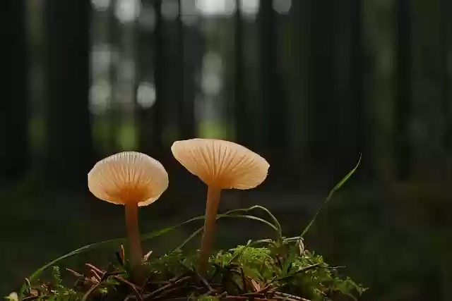 Free download mushrooms moss lamellar mushrooms free picture to be edited with GIMP free online image editor