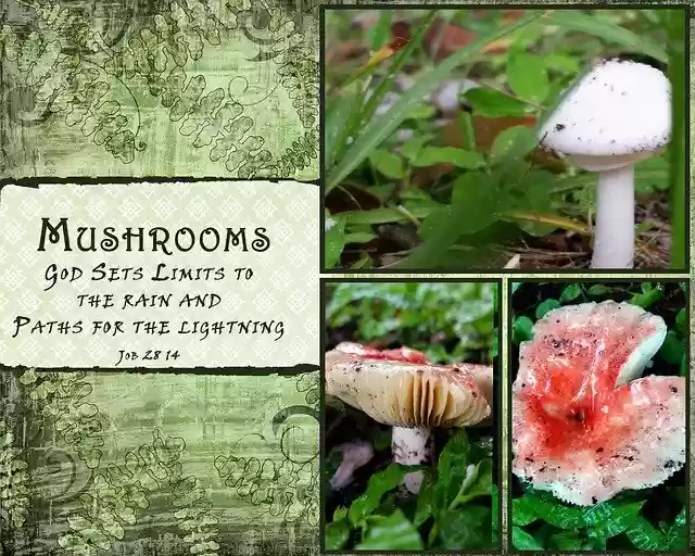 Descarga gratuita Mushrooms Quotes White - ilustración gratuita para editar con el editor de imágenes en línea gratuito GIMP
