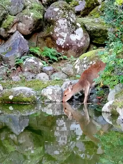 Free download Nara Japan Nature -  free photo or picture to be edited with GIMP online image editor