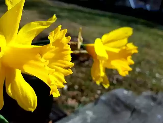 Descarga gratuita Narcissus Yellow Easter: foto o imagen gratuita para editar con el editor de imágenes en línea GIMP