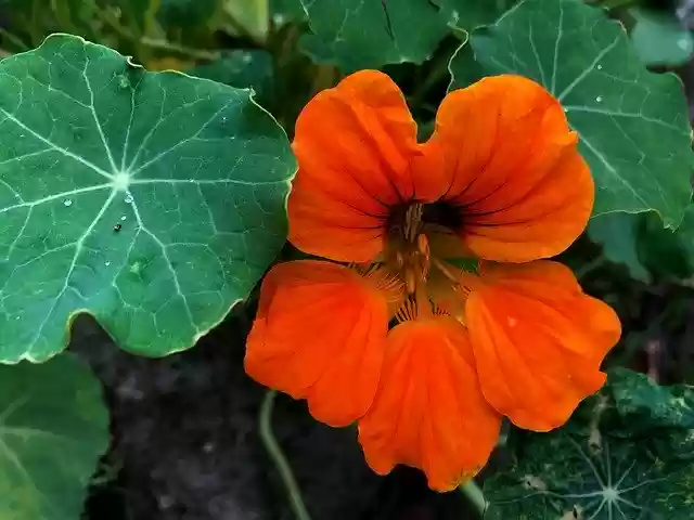 دانلود رایگان Nasturtium Tropaeolum Blossom - عکس یا تصویر رایگان رایگان برای ویرایش با ویرایشگر تصویر آنلاین GIMP