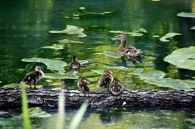 Free download Nature Animals Duck free photo template to be edited with GIMP online image editor