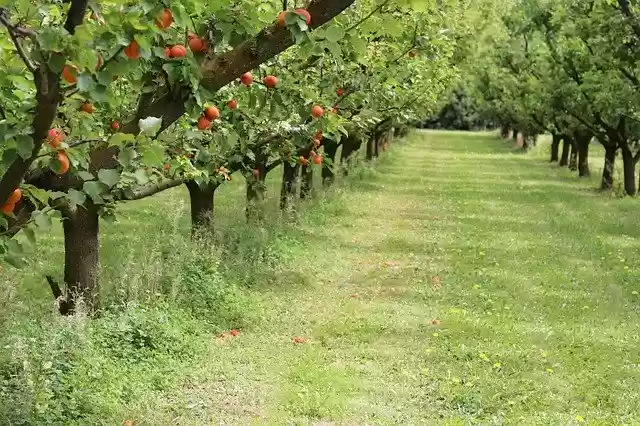 Free download Nature Apricots Trees -  free photo or picture to be edited with GIMP online image editor