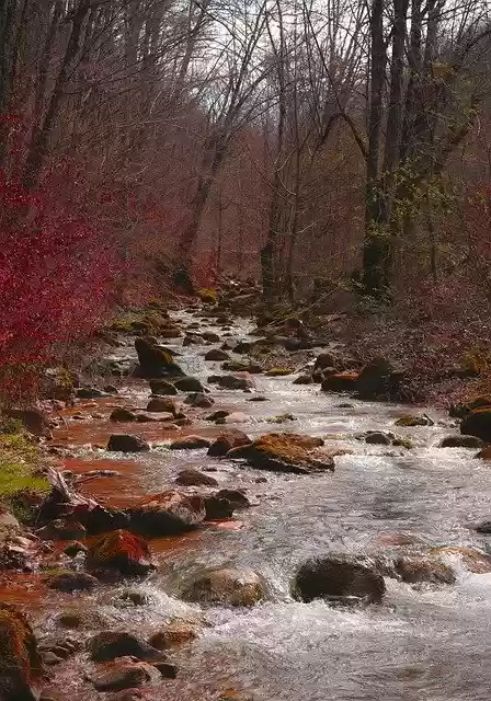 Free download nature autumn forest river woods free picture to be edited with GIMP free online image editor