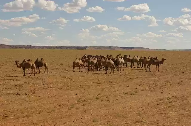 Free download Nature Camel Desert The -  free photo or picture to be edited with GIMP online image editor