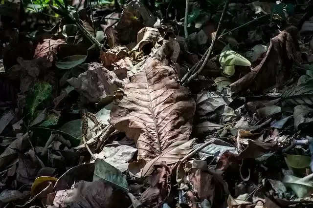 免费下载 Nature Dried Leaves - 使用 GIMP 在线图像编辑器编辑的免费照片或图片