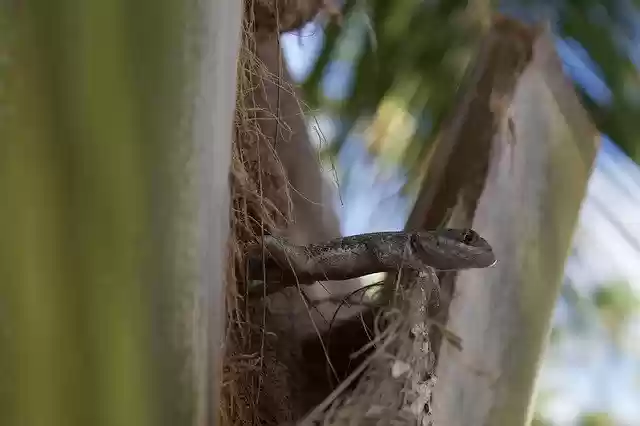 免费下载 Nature Gecko Lizard - 可使用 GIMP 在线图像编辑器编辑的免费照片或图片