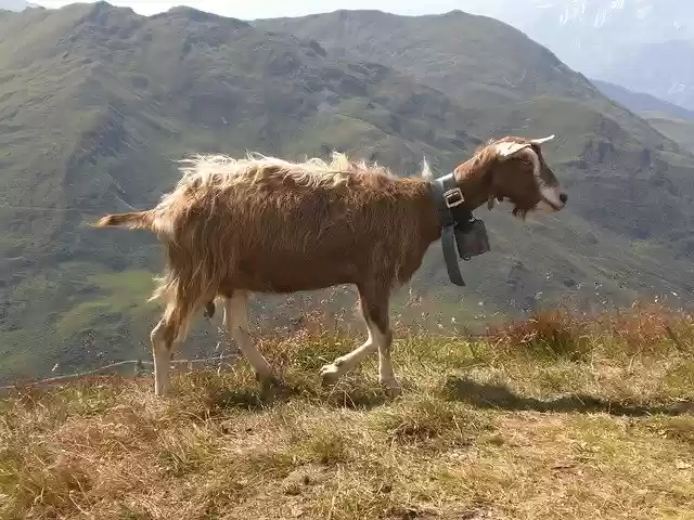 Muat turun percuma Nature Goat Animal Young - foto atau gambar percuma percuma untuk diedit dengan editor imej dalam talian GIMP