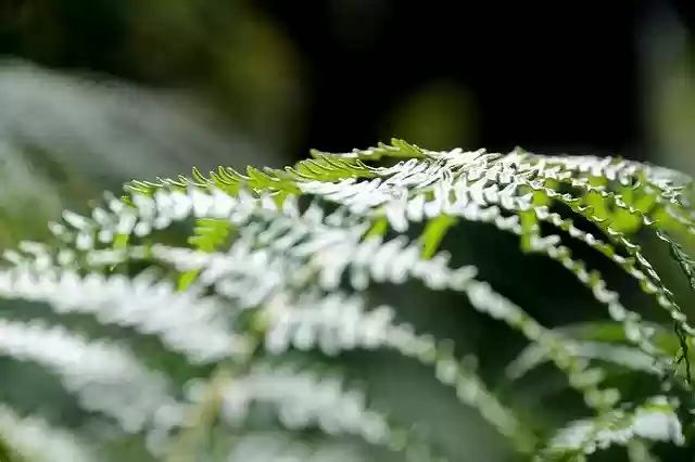 Безкоштовно завантажте безкоштовний шаблон фотографій Nature Green Forest для редагування в онлайн-редакторі зображень GIMP