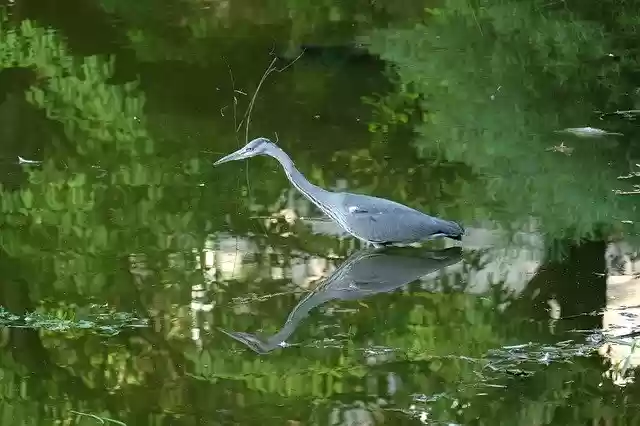 Free download Nature Landscape Heron Water -  free free photo or picture to be edited with GIMP online image editor