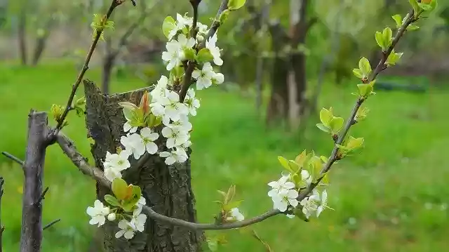 免费下载 Nature Plants Twigs - 使用 GIMP 在线图像编辑器编辑的免费照片或图片