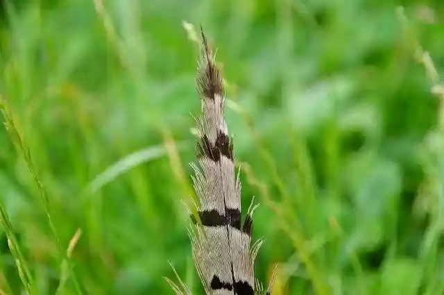 免费下载 Nature Summer Green - 使用 GIMP 在线图像编辑器编辑的免费照片或图片