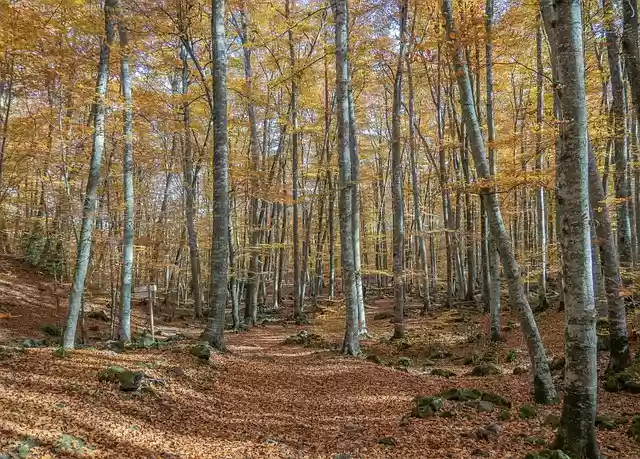 Scarica gratuitamente un'immagine gratuita di alberi naturali paesaggi autunnali da modificare con l'editor di immagini online gratuito GIMP