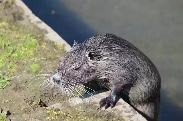 Free download Nutria Beaver Rat Aquatic -  free photo or picture to be edited with GIMP online image editor