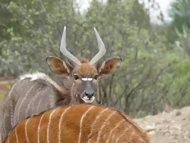 免费下载 Nyala Antelope Males - 可使用 GIMP 在线图像编辑器编辑的免费照片或图片