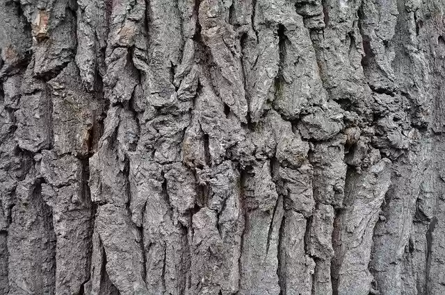 Free download Oak Bark Tribe -  free photo or picture to be edited with GIMP online image editor