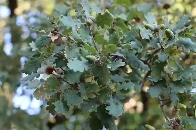 Descărcare gratuită Oak Tree Nature - fotografie sau imagini gratuite pentru a fi editate cu editorul de imagini online GIMP