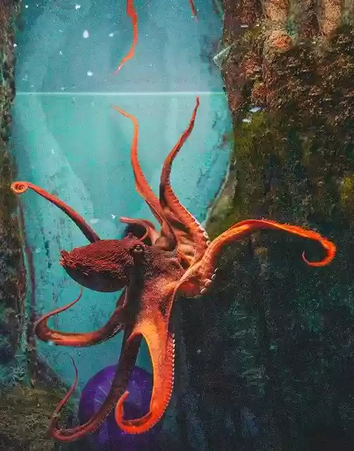 Безкоштовно завантажте Octopus Aquarium Underwater — безкоштовну фотографію чи зображення для редагування за допомогою онлайн-редактора зображень GIMP