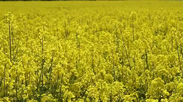 Free download Oilseed Rape Landscape Yellow -  free photo or picture to be edited with GIMP online image editor