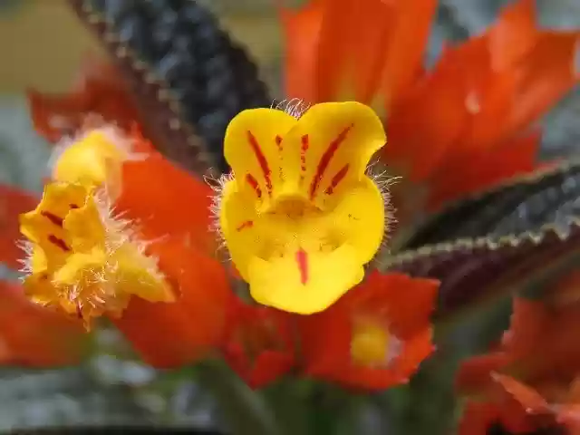 বিনামূল্যে ডাউনলোড করুন Oranges Pollen Close Up - বিনামূল্যে ছবি বা ছবি GIMP অনলাইন ইমেজ এডিটর দিয়ে সম্পাদনা করতে হবে