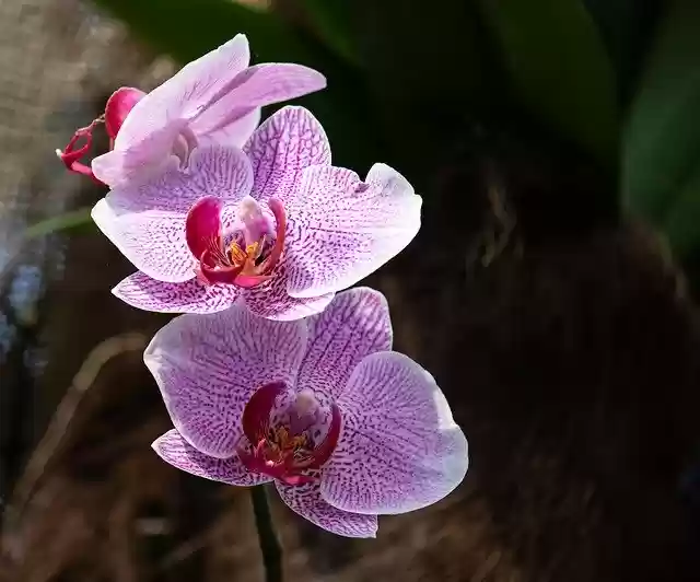 Free download Orchid Flower Plant Ornamental -  free photo or picture to be edited with GIMP online image editor