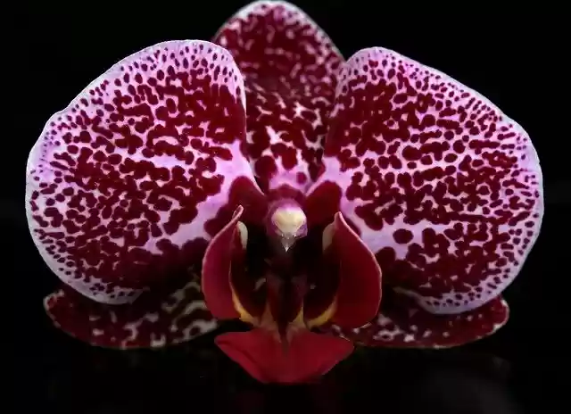 Free download Orchid Red Water -  free photo or picture to be edited with GIMP online image editor