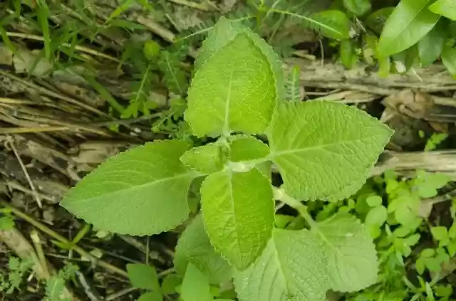 Free download Oregano Leaves Green -  free photo or picture to be edited with GIMP online image editor