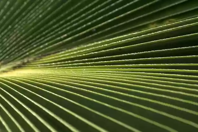 Free download palm leaf beautiful nature free picture to be edited with GIMP free online image editor