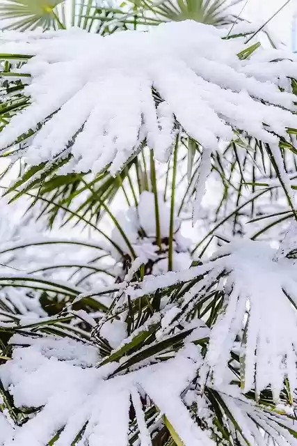 Free download Palm Tree Snow Covered -  free photo or picture to be edited with GIMP online image editor