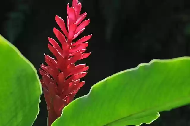 Panama Flower Exotic を無料でダウンロード - GIMP オンライン画像エディタで編集できる無料の写真や画像