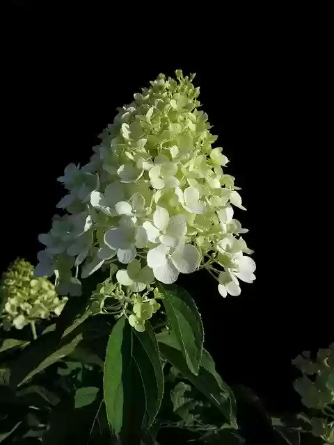 Free download Panicle Hydrangea Cream-White -  free photo or picture to be edited with GIMP online image editor