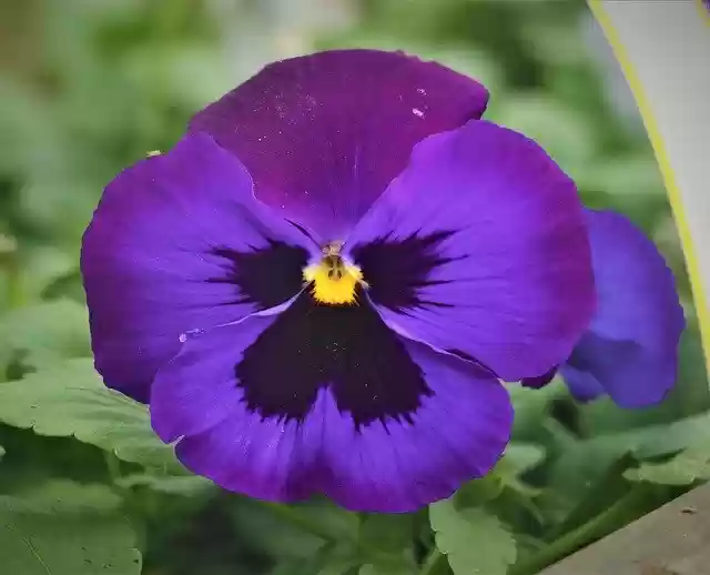 Free download Pansy Flower Plant -  free photo or picture to be edited with GIMP online image editor