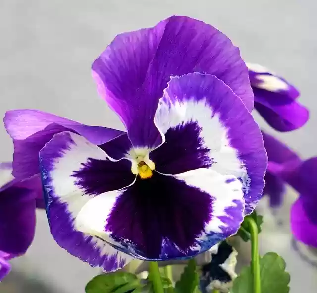 Free download Pansy Viola Violet Plant -  free photo or picture to be edited with GIMP online image editor