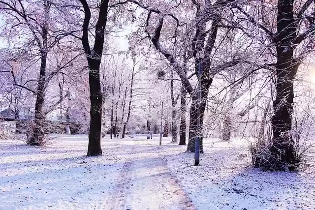 Free download park trees winter woods wilderness free picture to be edited with GIMP free online image editor