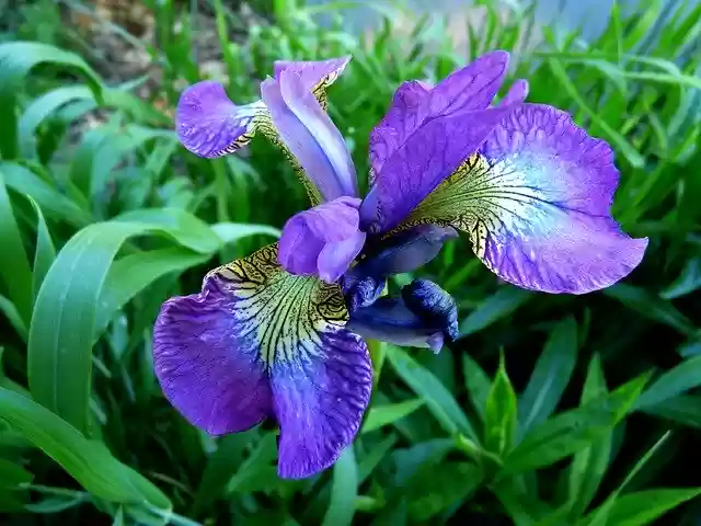 ดาวน์โหลดฟรี Parma Violet Flower - ภาพถ่ายหรือรูปภาพฟรีที่จะแก้ไขด้วยโปรแกรมแก้ไขรูปภาพออนไลน์ GIMP