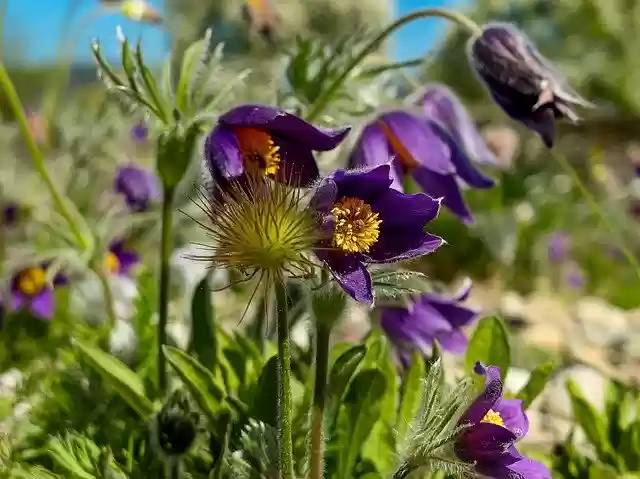 Free download Pasque Flower Plant Hairy -  free photo or picture to be edited with GIMP online image editor