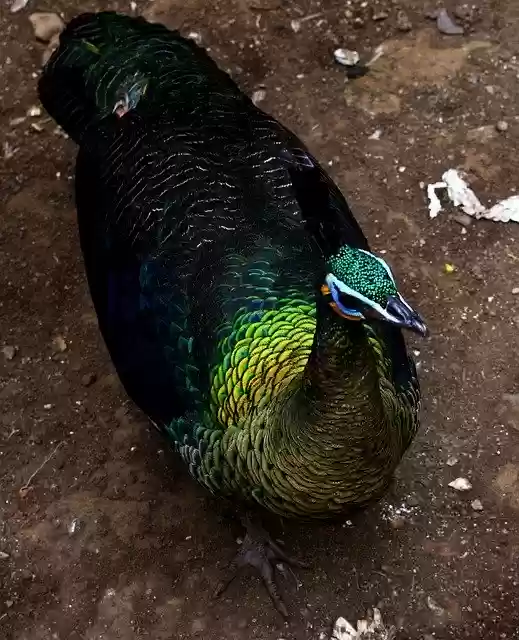 বিনামূল্যে ডাউনলোড করুন ময়ূর পাখি রঙিন - বিনামূল্যে ছবি বা ছবি GIMP অনলাইন ইমেজ সম্পাদকের সাথে সম্পাদনা করা হবে