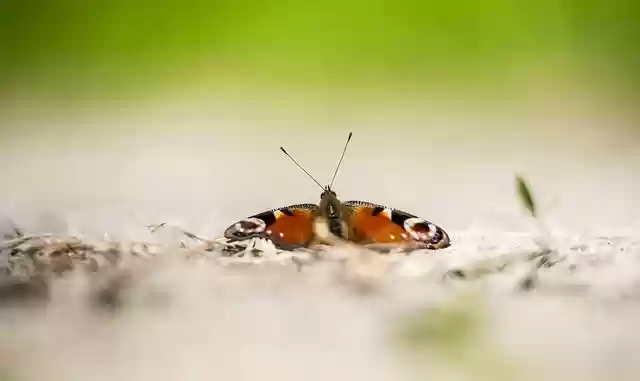 Free download peacock butterfly insect aglais io free picture to be edited with GIMP free online image editor